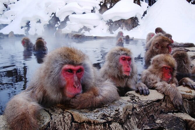 1-Day Winter Tour From Nozawa Onsen: Snow Monkeys, Zenko-ji Temple & Sake - Entering Nagano’s spiritual center at Zenko-ji