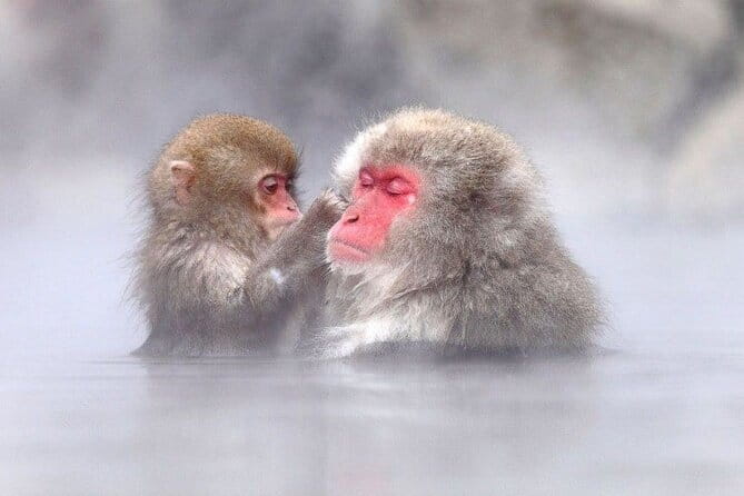 1-Day Winter Tour From Nozawa Onsen: Snow Monkeys, Zenko-ji Temple & Sake - What the $150.89 price includes