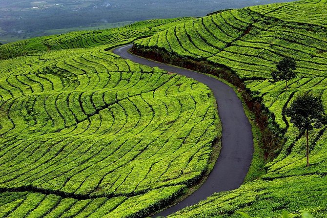 Active Volcano, Rice Field, Hot Spring, Fruit market, Tea Plantation with Lunch - Why this day trip works from Jakarta