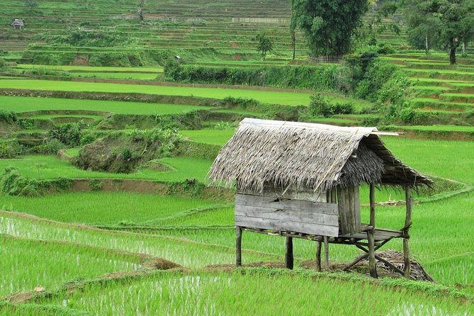 Active Volcano, Rice Field, Hot Spring, Fruit market, Tea Plantation with Lunch - Tea fields in the volcanic highlands