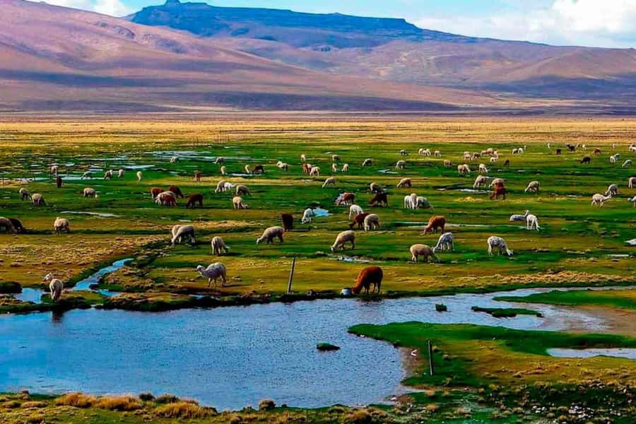 Arequipa: 1-Day Colca Canyon + Thermal Baths Tour - Cruz del Condor and the dramatic bird show