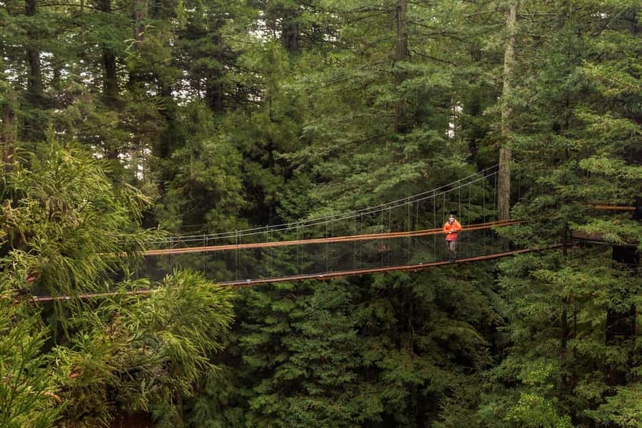 Auckland: Rotorua Highlights with Redwoods Treewalk & Spa - From Auckland hotels into the Waikato