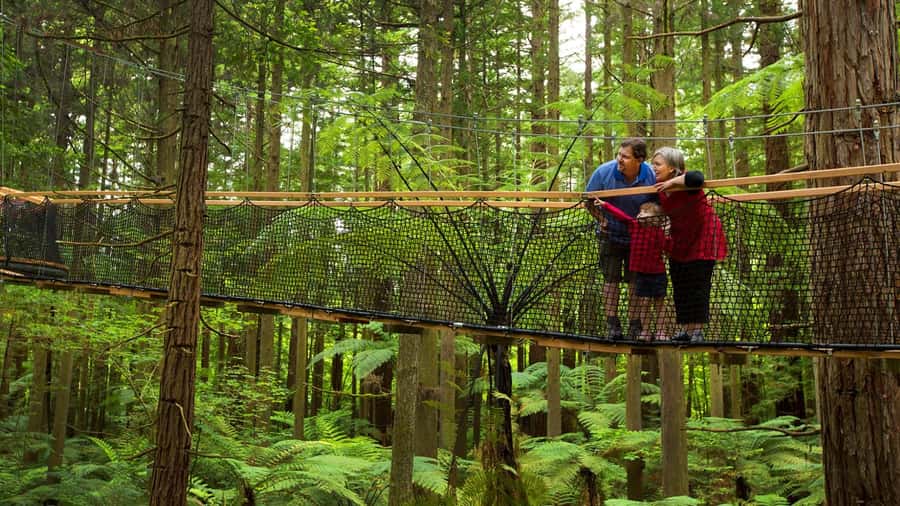 Auckland: Rotorua Highlights with Redwoods Treewalk & Spa - The long ride back to Auckland