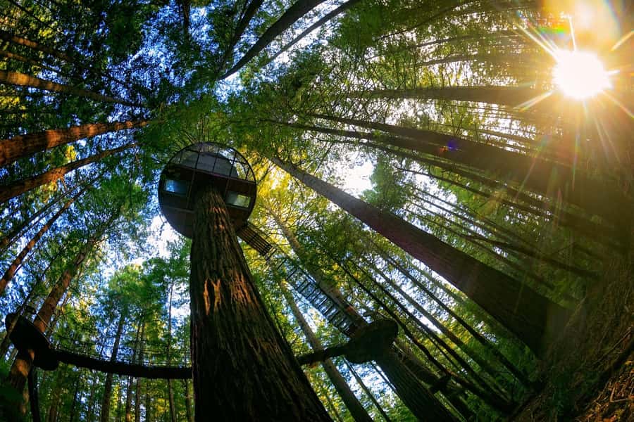 Auckland: Rotorua Highlights with Redwoods Treewalk & Spa - Seeing Rotorua before the spa