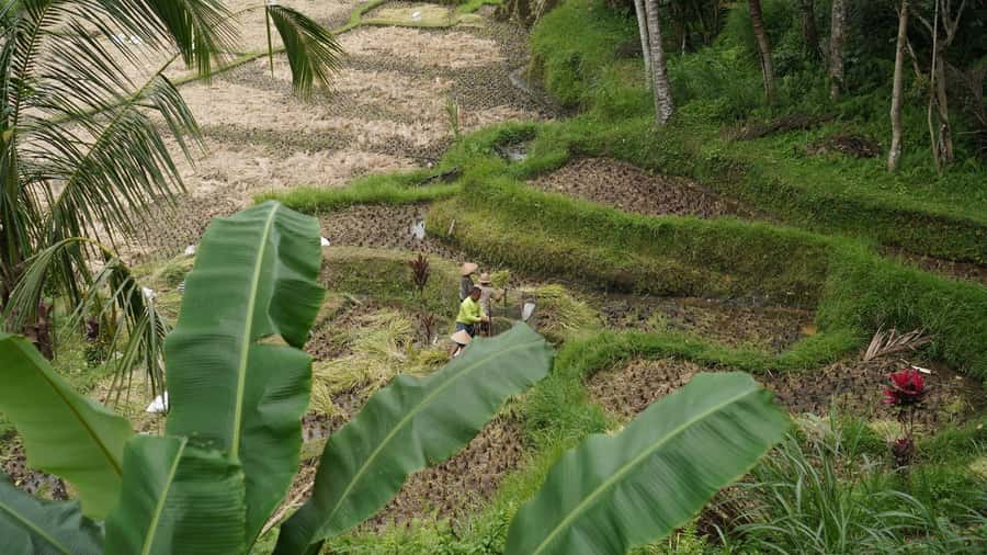 Bali: Sacred Water Temple Ritual and Balinese Healing Spa - Why the water ritual is the heart of the experience