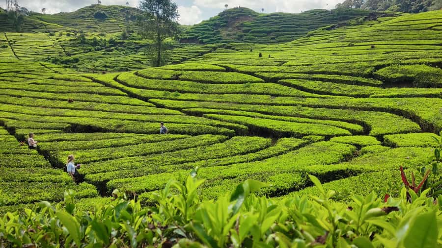 Bandung: White Crater, Scenic Tea Plantations & Hot Spring - Hot springs, mud baths, and a cold plunge