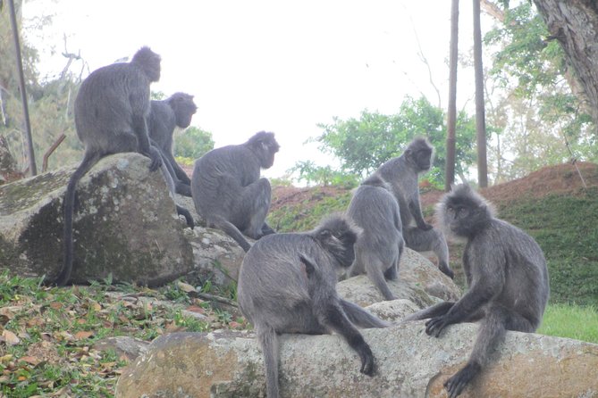Batu Caves,Hot Spring, Monkey & Fireflies Tour with Dinner - Who will enjoy this full afternoon and evening?