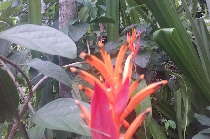 CFC Hot Spring Mud Pool,Garden Of Sleeping Giant And Village Visit Half Day Tour - Viseisei Village: a short look at everyday Fiji