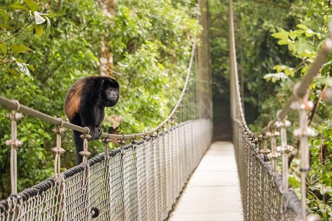 Combo Arenal : Suspension Bridges + Hot Springs + Fortune Falls - Arenal Hanging Bridges above the forest