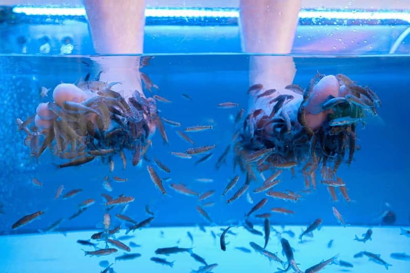 Fish Spa Experience Playa Fañabe - Key points to know before you book