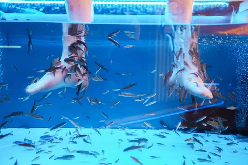 Fish Spa Experience Playa Fañabe - The ticklish part: what the sensation feels like