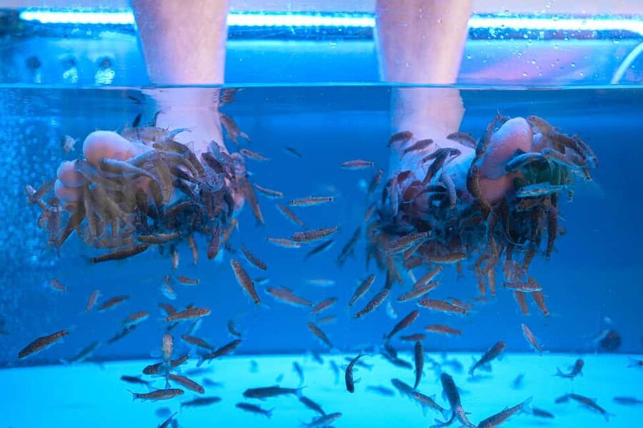 Foot care experience and Fish Spa Playa Fañabé - The Exfoliation Is More Than a Finishing Touch