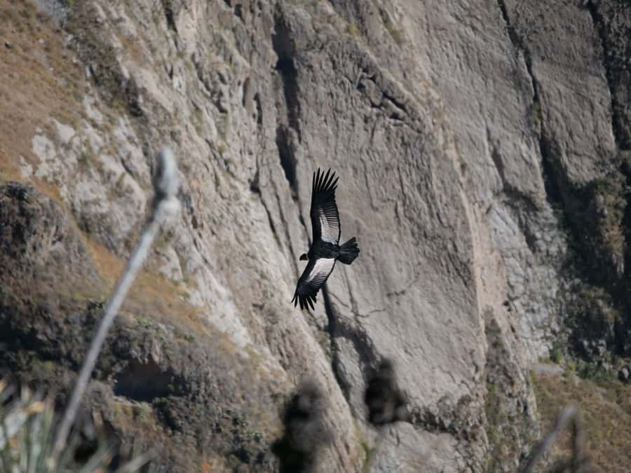 From Arequipa: Colca Canyon & La Calera Thermal Waters - Maca and Yanque bring the valley closer