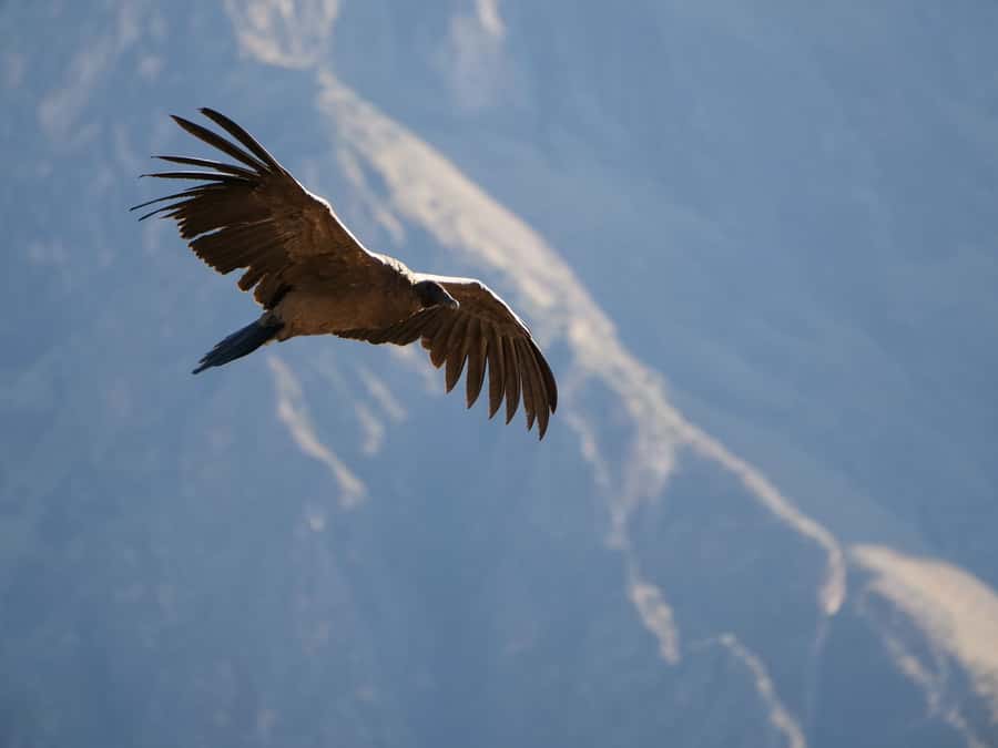 From Arequipa: Colca Canyon & La Calera Thermal Waters - Lunch in Chivay and what the $66 price covers