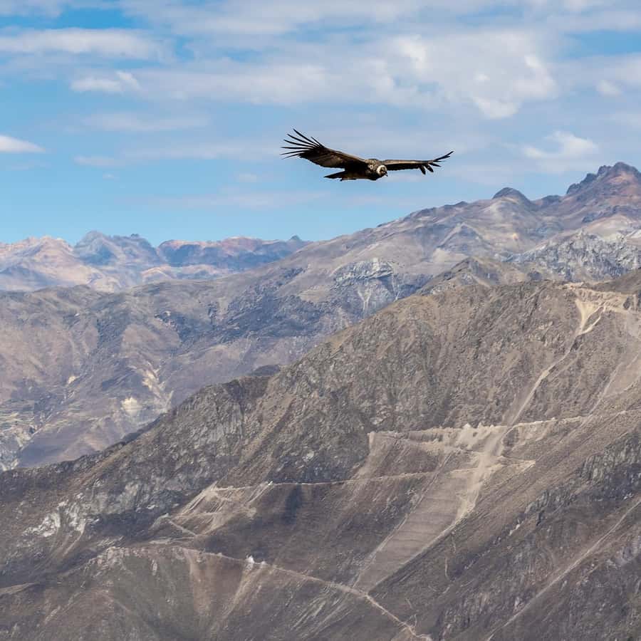 From Arequipa: Colca Canyon & La Calera Thermal Waters - Practical details before you reserve