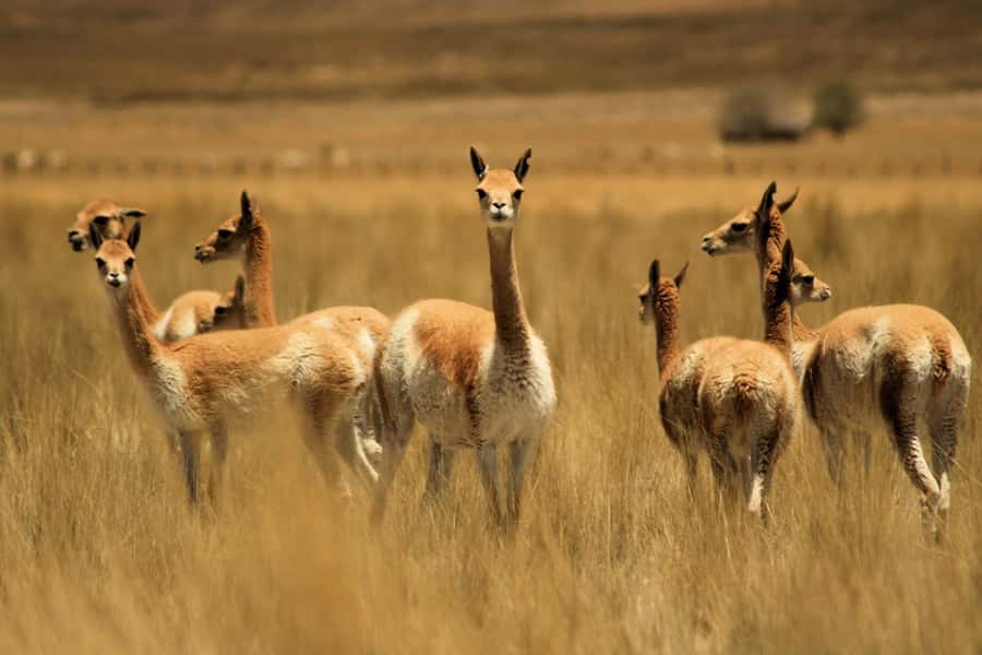 From Arequipa: Colca Valley & Thermal Baths Small-Group Trip - Why this day trip works for a short Arequipa visit