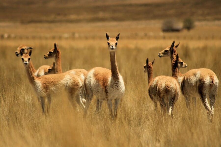 From Arequipa: Colca Valley & Thermal Baths Small-Group Trip - Lunch in Chivay and the long return to Arequipa