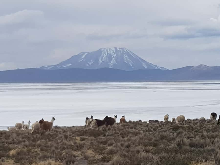 From Arequipa: Salinas Lagoon Full-Day Trip with Hot Springs - Key points at a glance