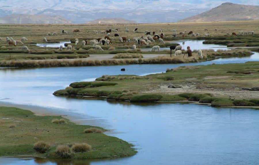 From Arequipa: Salinas Lagoon Full-Day Trip with Hot Springs - Who should book this day trip