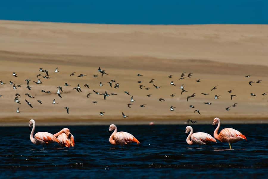 From Arequipa: Salinas Lagoon Full-Day Trip with Hot Springs - Reaching Salinas Lagoon at 4,300 meters