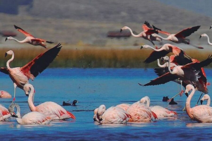 From Arequipa: Salinas Lagoon Full-Day Trip with Hot Springs - What the $49 price really covers