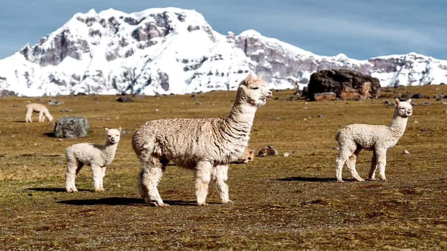 From Cusco: 7 Lagoons of Ausangate Trek with Hot Springs - The 4:30 AM start from Cusco