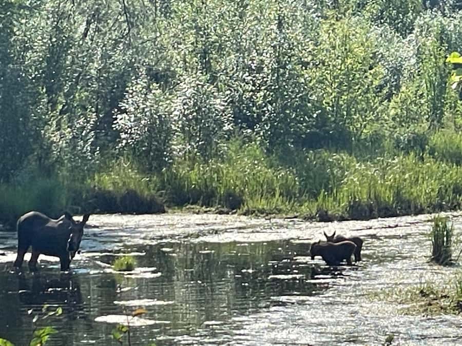 From Fairbanks: Chena Hot Springs Day Tour - Soaking in Chena’s mineral hot spring