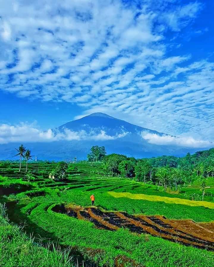 From Jakarta : Volcano, Tea & Rice Fields, Hot Spring - Why the volcano makes this long day worthwhile