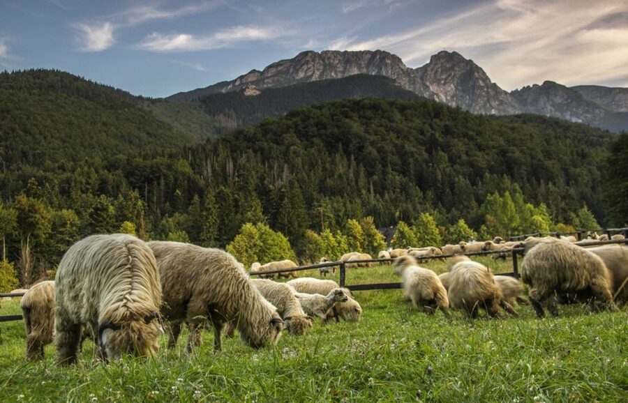 From Krakow: Zakopane & Hot Thermal Springs Private Tour - Key points at a glance