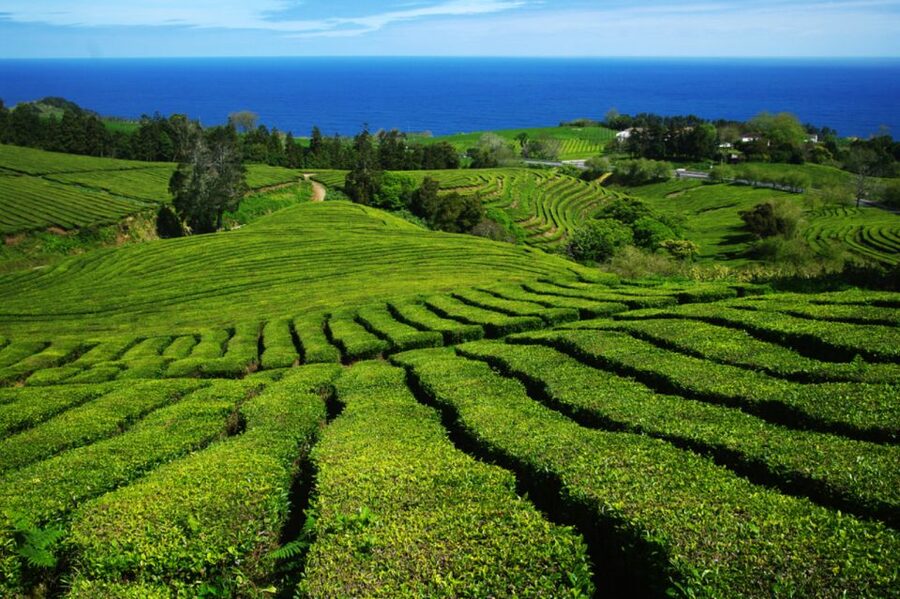 From Ponta Delgada: Lagoa do Fogo & Hot Springs Day Trip - Santa Iria and the sea views
