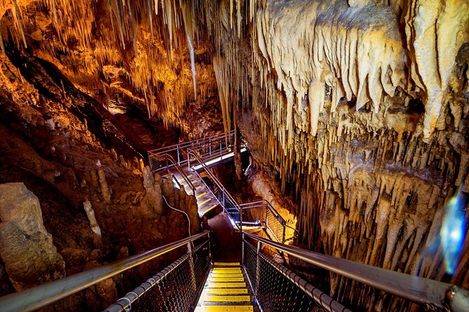 Hobart: Tahune Airwalk, Hastings Caves & Thermal Springs Pool - What your guide adds in the forest