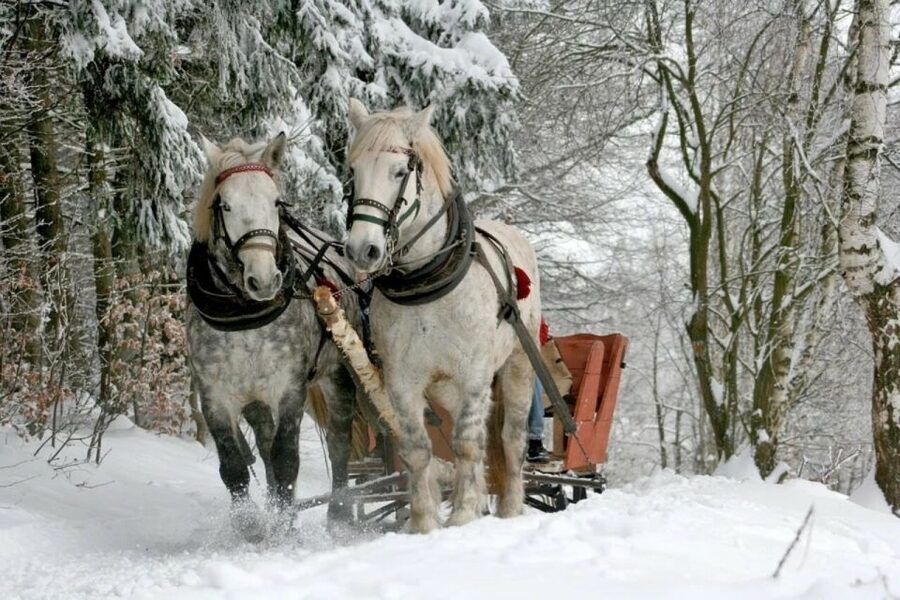 Horse Sleigh 2-3h Ride with Hot Springs or Zakopane Combos - Transport, timing, and the role of the driver