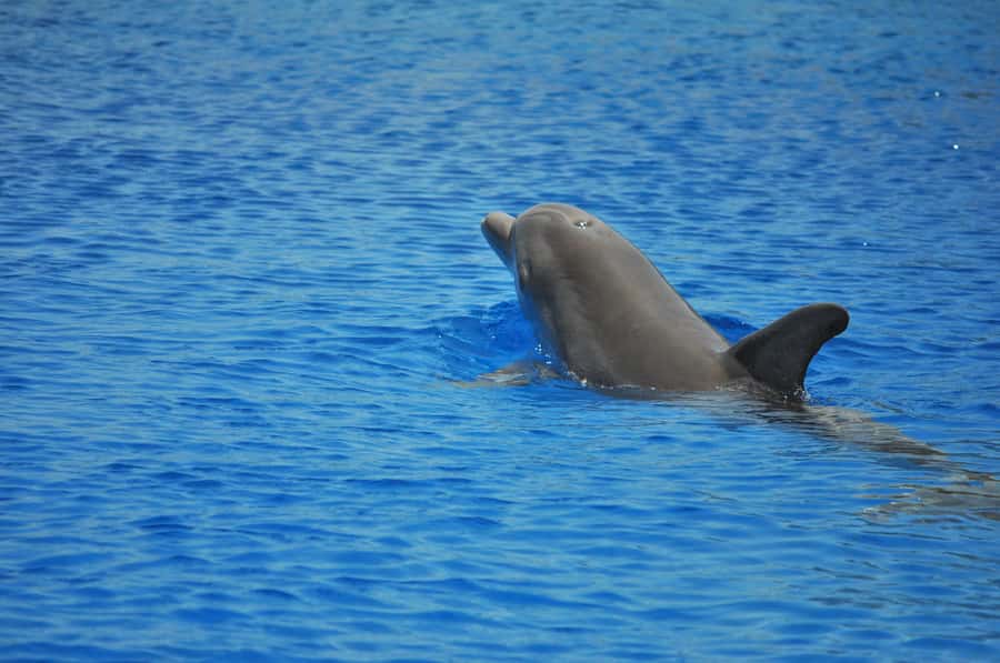 Hurghada: All-Inclusive Elite VIP Dolphin House & Massage - Key points to know before you book