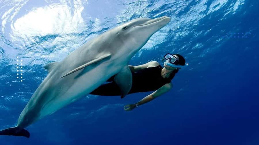 Hurghada: All-Inclusive Elite VIP Dolphin House & Massage - Why Dolphin House is the star of the day