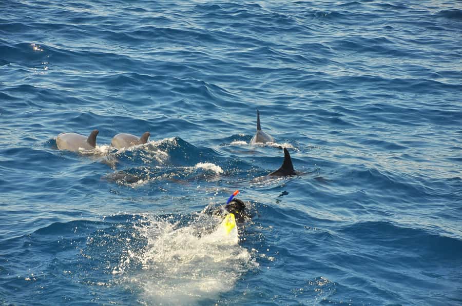 Hurghada: All-Inclusive Elite VIP Dolphin House & Massage - Watching dolphins at Dolphin House