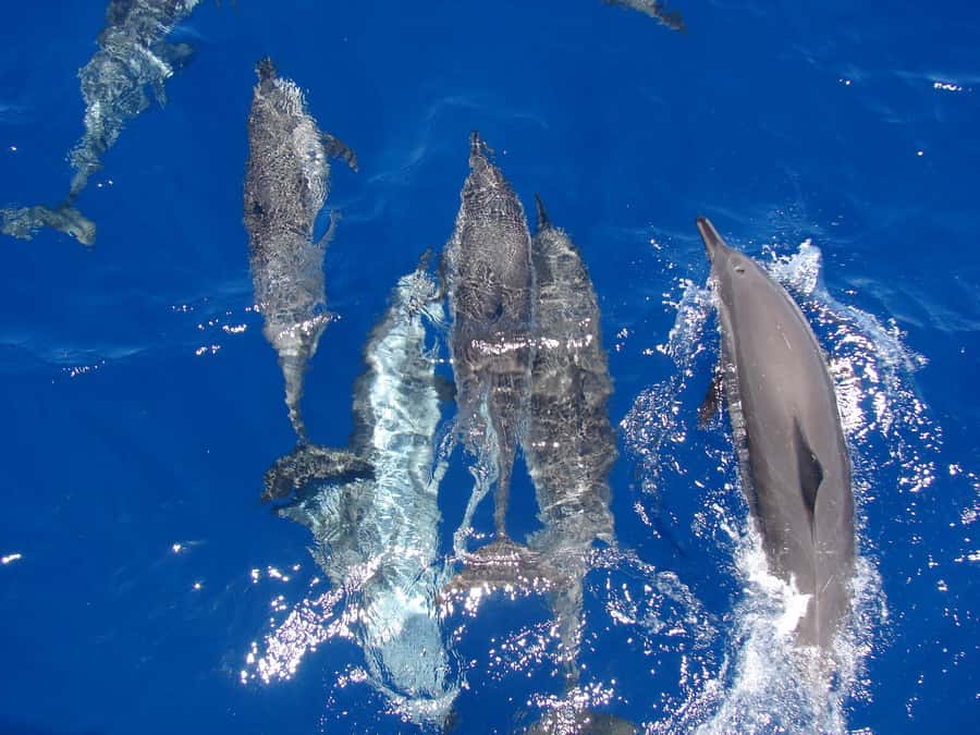 Hurghada: All-Inclusive Elite VIP Dolphin House & Massage - The early pickup and ride to the yacht