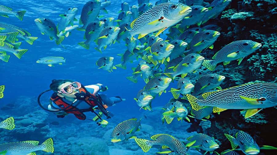 Hurghada:Luxury Diving & Snorkeling inc/Island/Lunch/Massage - Key points to know before you book