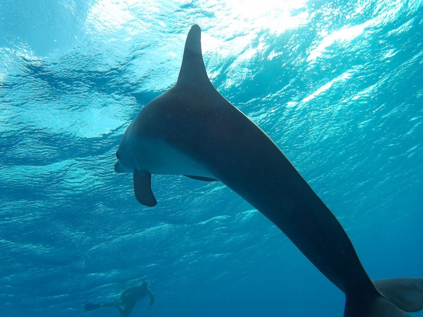 Hurghada: Luxury Orange Bay w/Snorkeling, Massage and Diving - What the small-group format changes