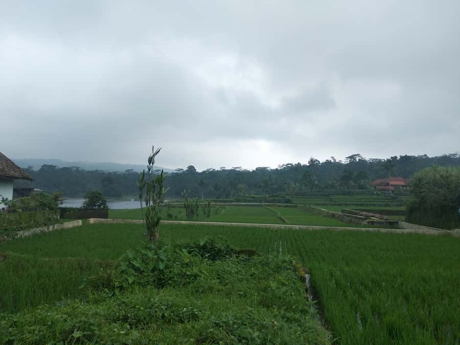 Jakarta: Volcano, Hot Spring, Tea, Rice Fields, &Coffee tour - Key points to know