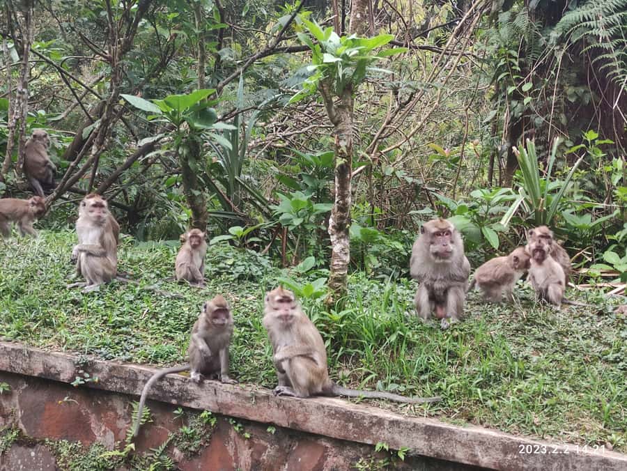 Jakarta: Volcano, Hot Spring, Tea, Rice Fields, &Coffee tour - What $128 buys you