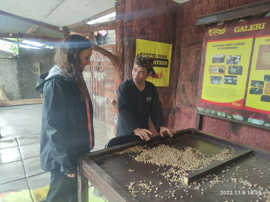 Jakarta: Volcano, Hot Spring, Tea, Rice Fields, &Coffee tour - Guides, drivers, and the private format