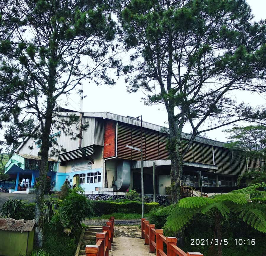 Jakarta: Volcano, Hot Spring, Tea, Rice Fields, &Coffee tour - Pineapples, rice fields, and everyday farming
