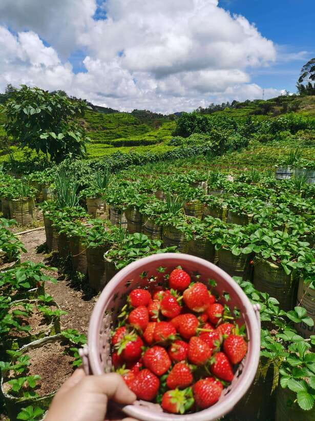 Jakarta: Volcano or Suspension Bridge,Ricefield & Hot Spring - Tea fields, strawberries, and Ranca Upas