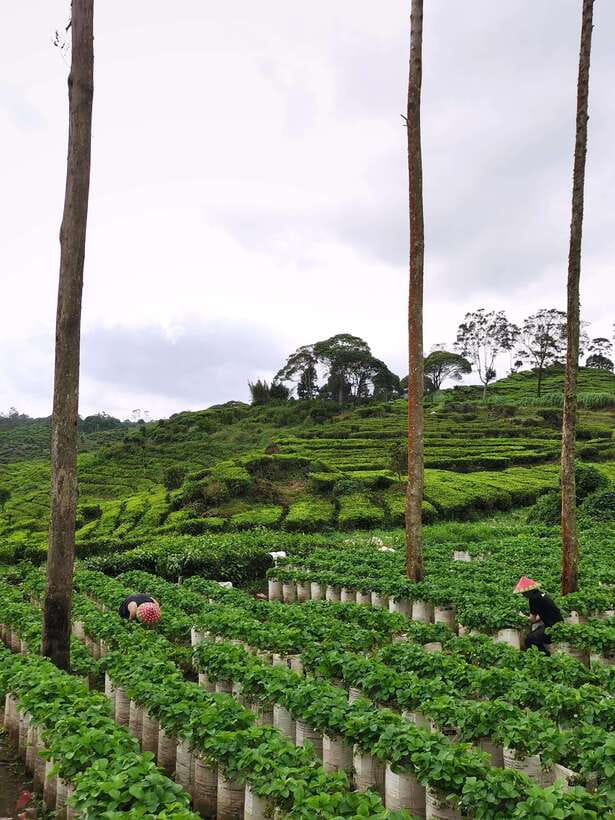 Jakarta: Volcano or Suspension Bridge,Ricefield & Hot Spring - Tangkuban Perahu, legend, and Lembang