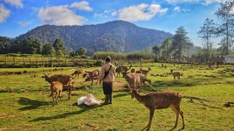 Jakarta: Volcano or Suspension Bridge,Ricefield & Hot Spring - Luwak coffee and local food stops