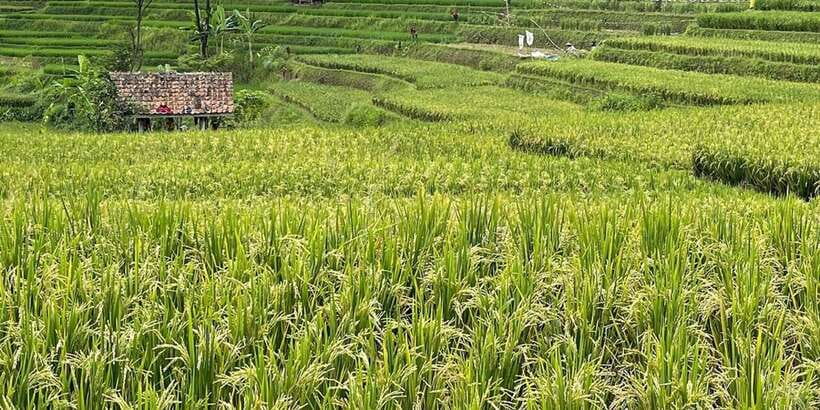Jakarta: Volcano, Tea/Rice Fields, Hot Spring, Local Food - Guides, drivers, and the small-group feel