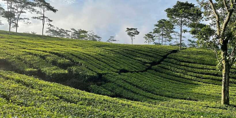 Jakarta: Volcano, Tea/Rice Fields, Hot Spring, Local Food - Kopi Luwak Cikole and the ethical question