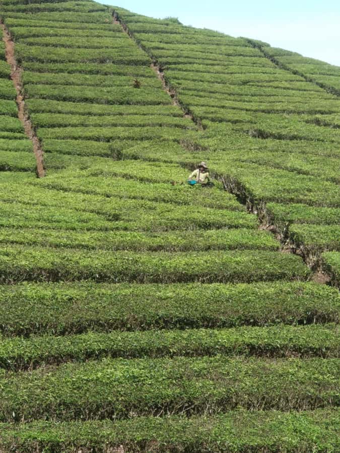 Jakarta: Waterfalls, Volcano, White Crater, Tea, Hot Spring - Cancellation, payment, and booking questions