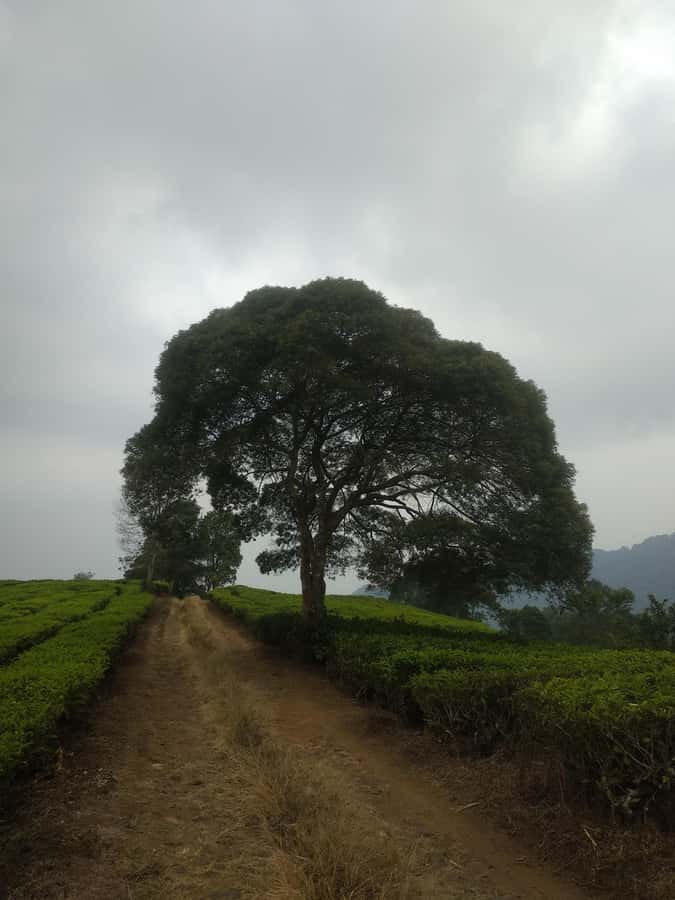 Jakarta: Waterfalls, Volcano, White Crater, Tea, Hot Spring - Tea plantations and hot springs
