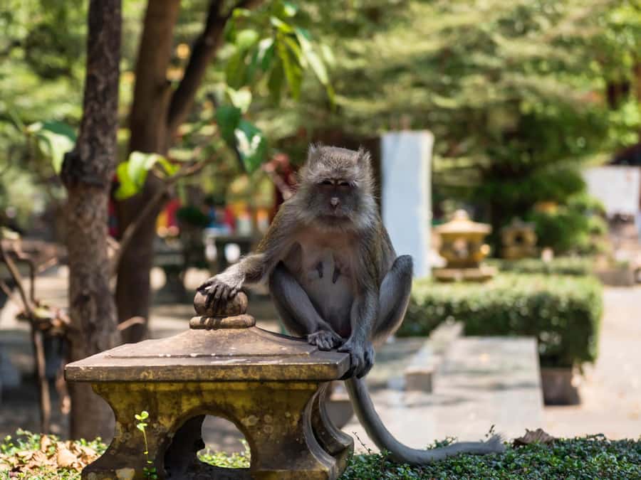 Ko Lanta: Private Tiger Cave, Hot Spring & Emerald Pool Tour - Private transport from Ko Lanta, with the ferry included